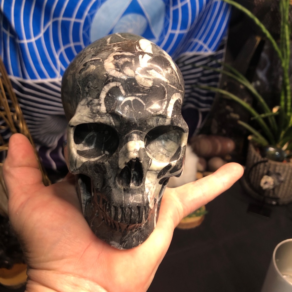 SHELL( thousand eyes) skull